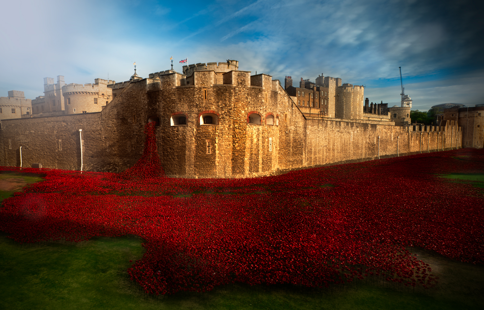London and the tulips